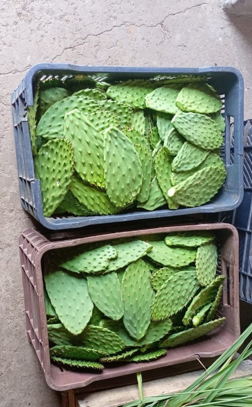 Canasta de esta semana